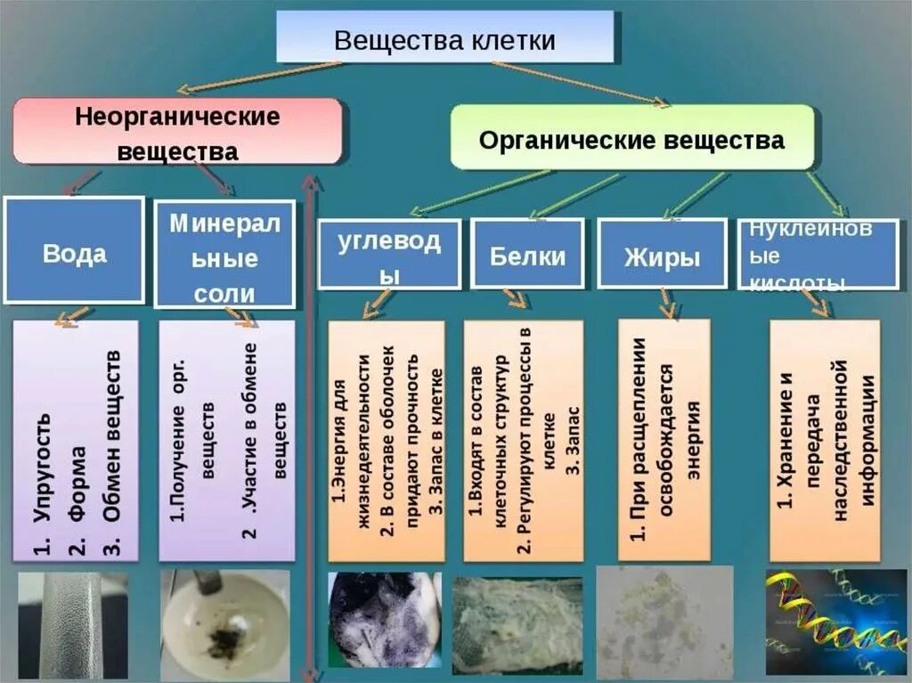 Роль органических веществ в живых организмах. Органические вещества клетки классификация таблица. Органические и неорганические вещества клетки. Химический состав клетки неорганические вещества клетки таблица. Органические и неорганические соединения клетки.