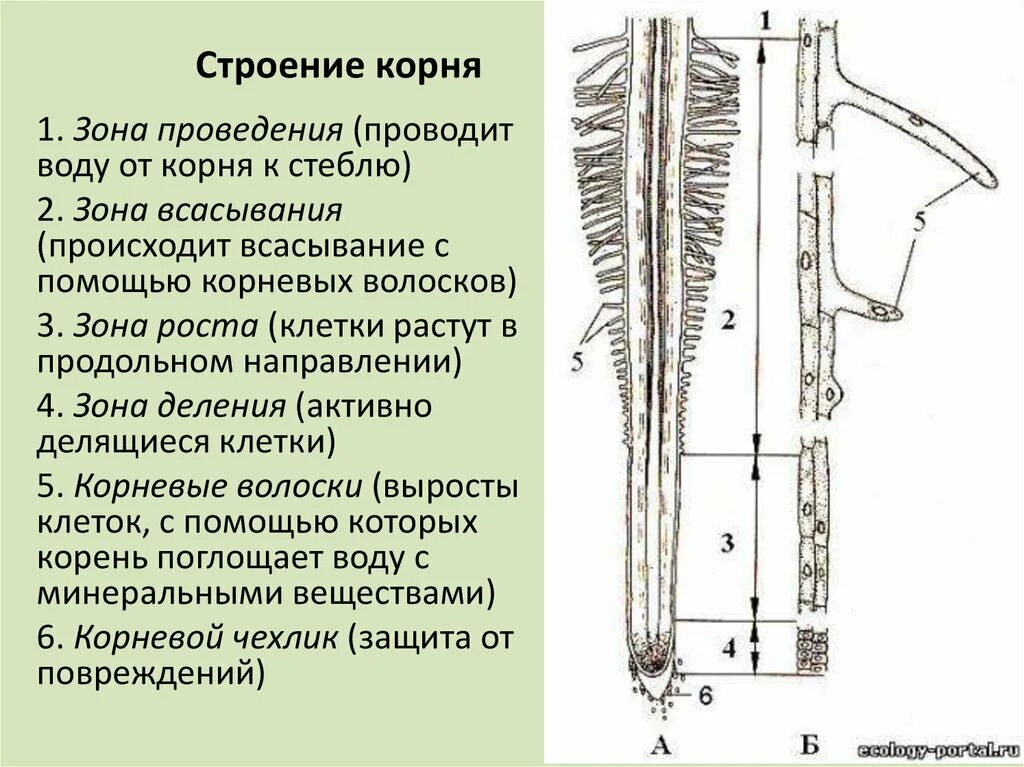 Анатомические зоны корня