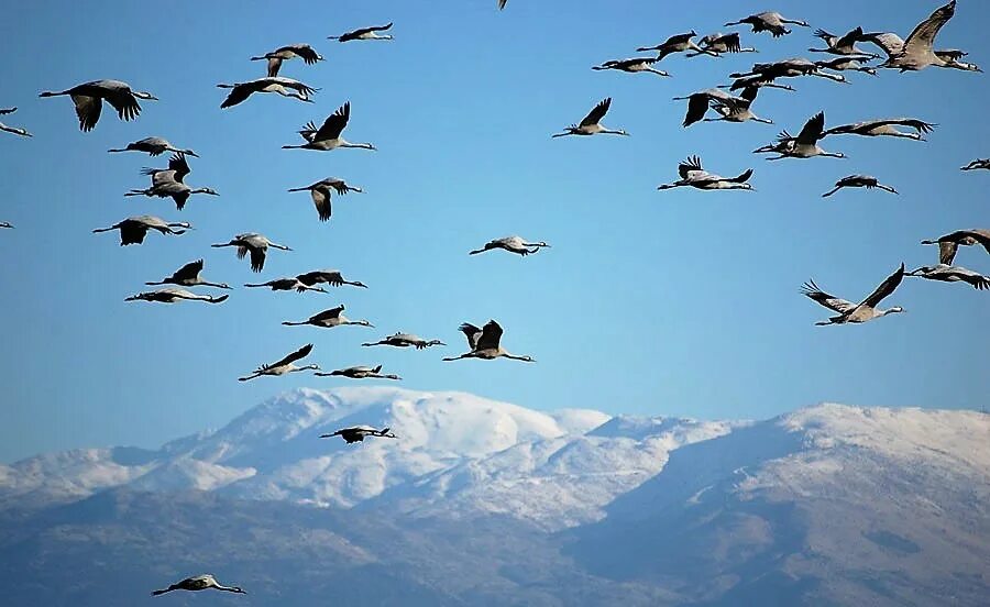 Перелетные птицы Сочи. Перелетные птицы Таджикистана. Птицы улетают. Стая птиц. Полетели прилетели