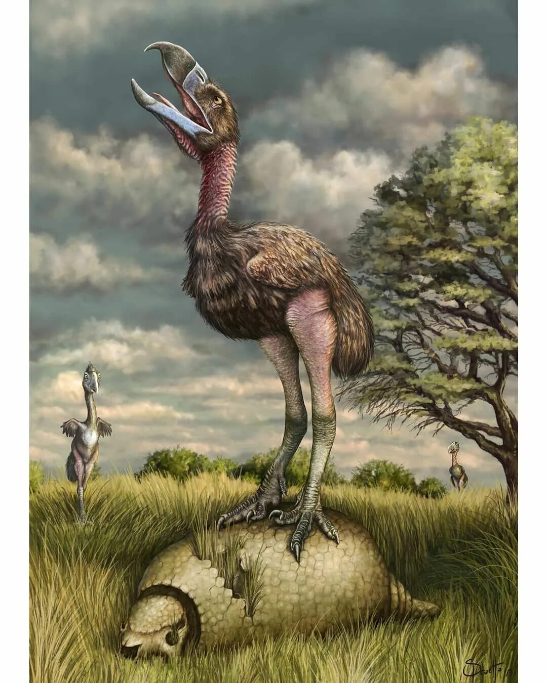 На рисунке изображена реконструкция фороракоса крупной. Joshua Knuppe палеоарт. Палеоарт мегафауна. Фороракос Буриан. Фороракос динозавр.