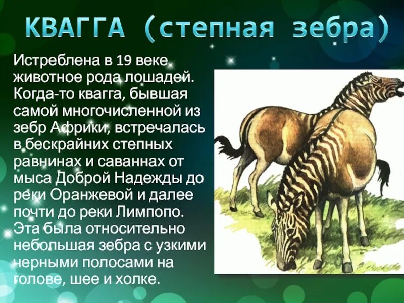 В каком году вымерли животные. Квагга вымершее животное. квагга доклад. зебра квагга причина исчезновения. животные чёрной книги квагга.