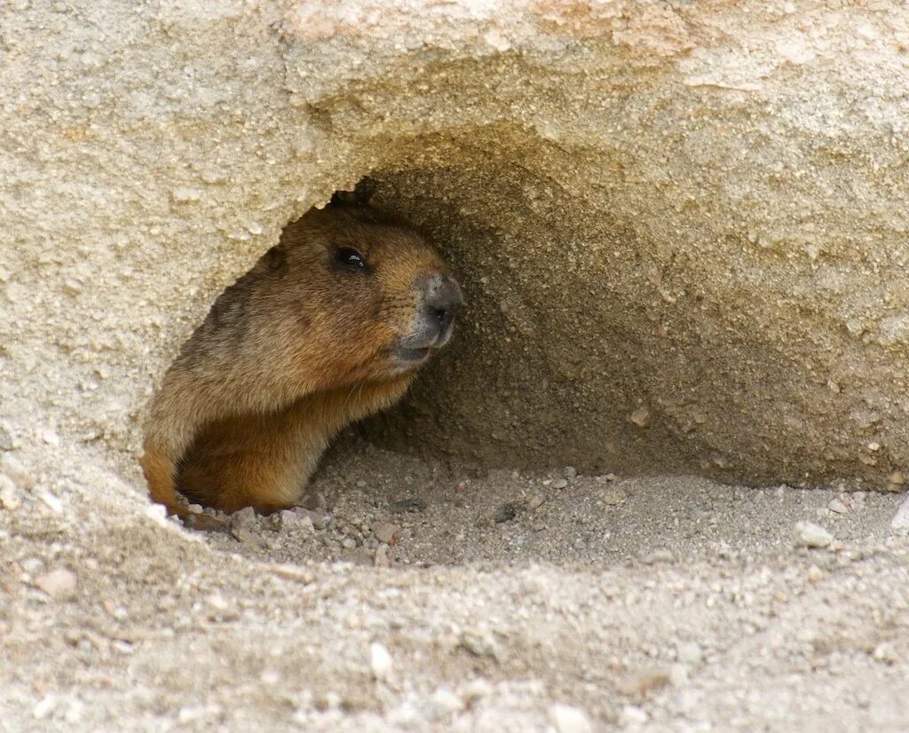 Норы в степи. Суслики зона степей. Суслики вредители. Весной жилище суслика прогревается. Норка байбака.