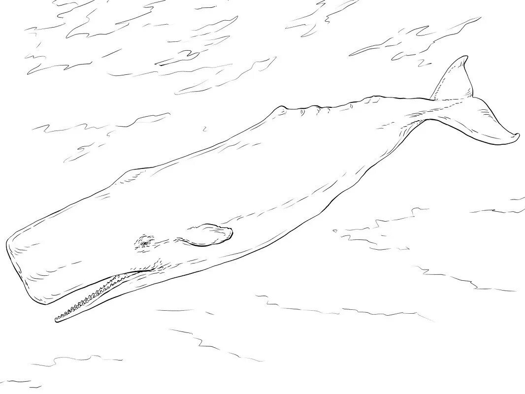 Киты рисунок карандашом для детей. Кашалот раскраска. кашалот рисунок. кашалот рисунок раскраска. гренландский кит раскраска для детей.