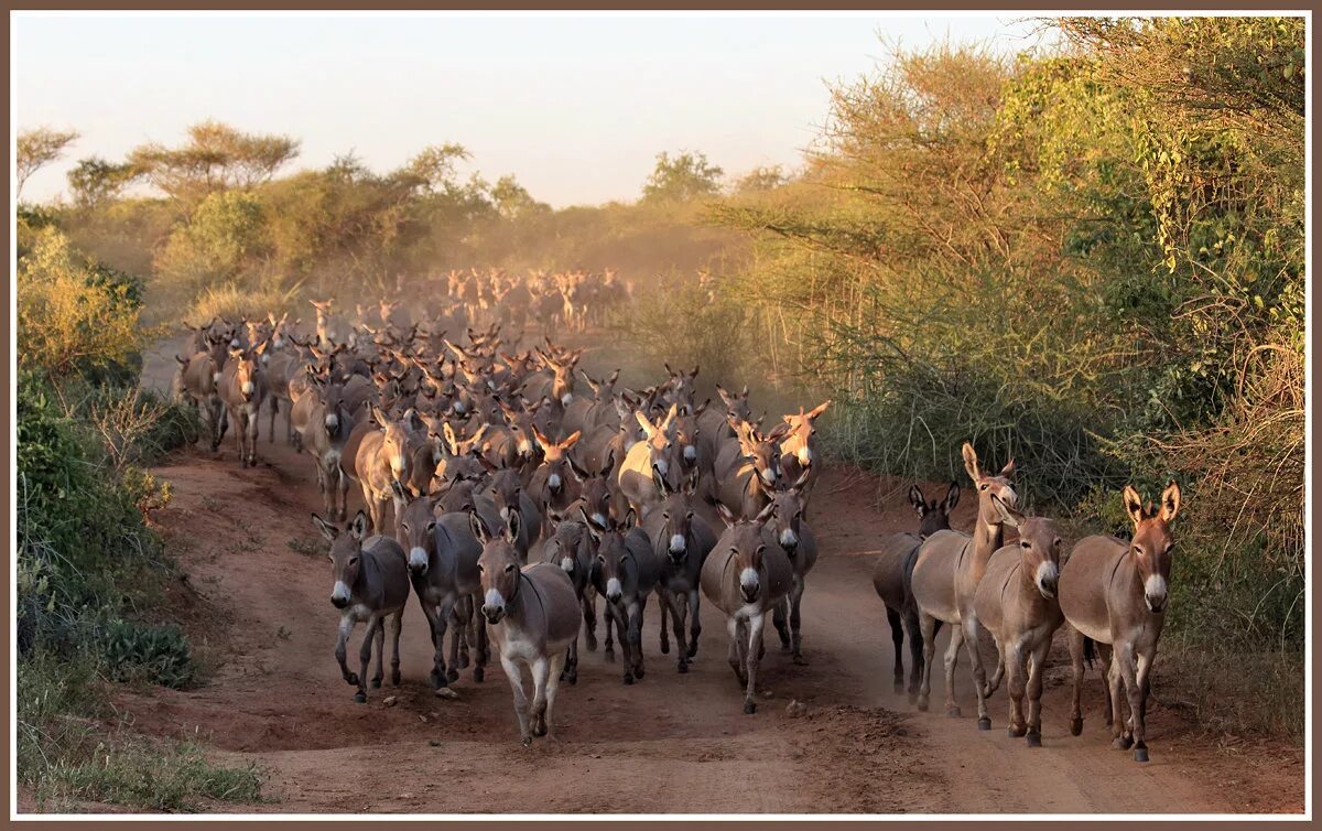 дикарь среди ослов в азии. человек на ослике. ослики в греции. дикарь среди ослов в азии. сельское хозяйство палестины.