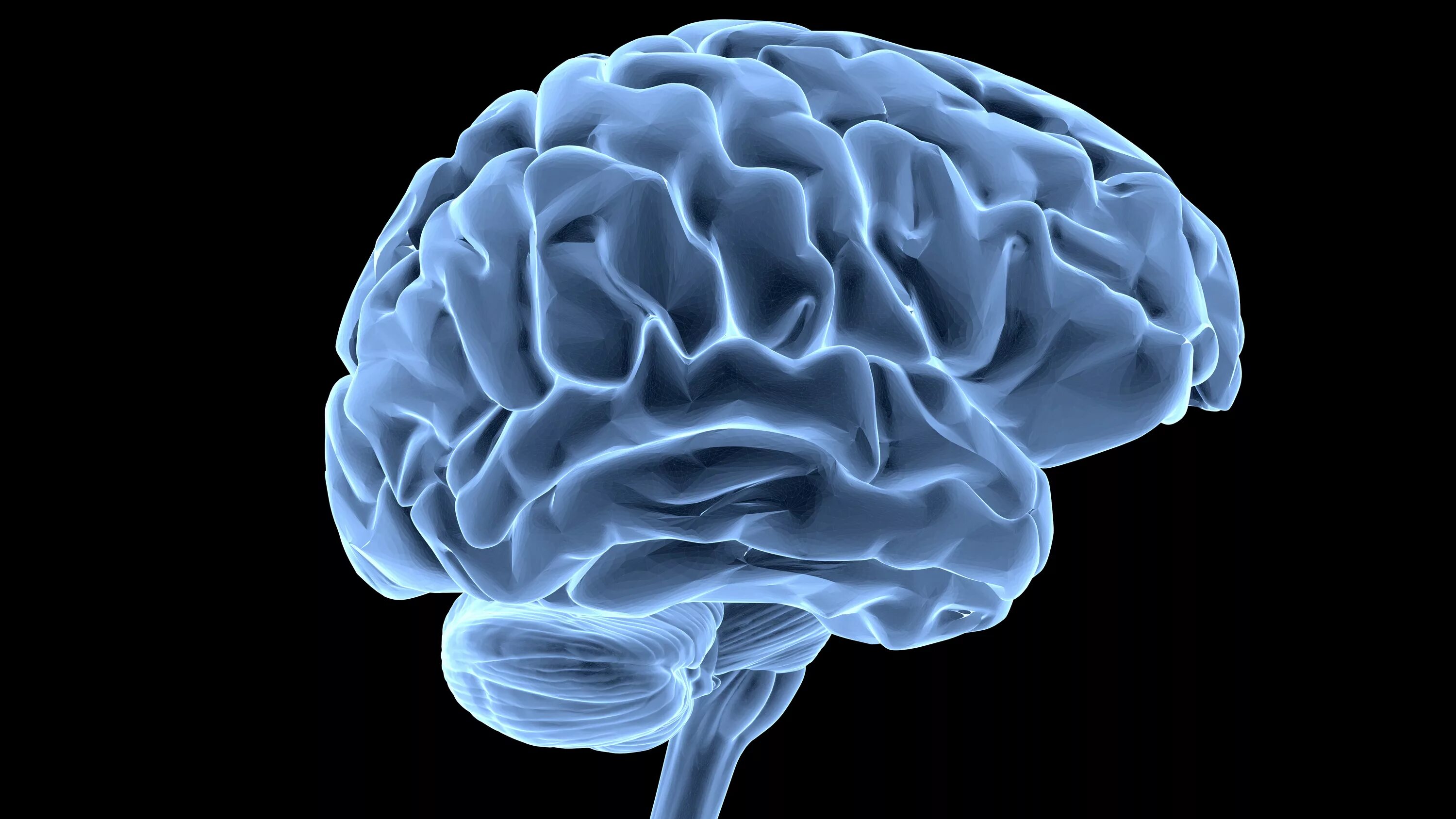Brains behind. Головной мозг. Мозг человека риальный.