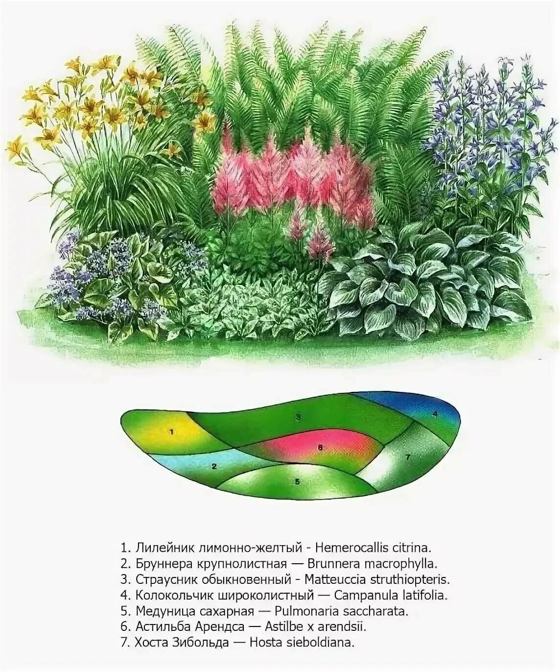 Клумба из многолетников непрерывного цветения схема. Схема миксбордера непрерывного цветения. схема цветника миксбордера. миксбордер непрерывного цветения многолетников схема. цветники для тенистых мест схемы.