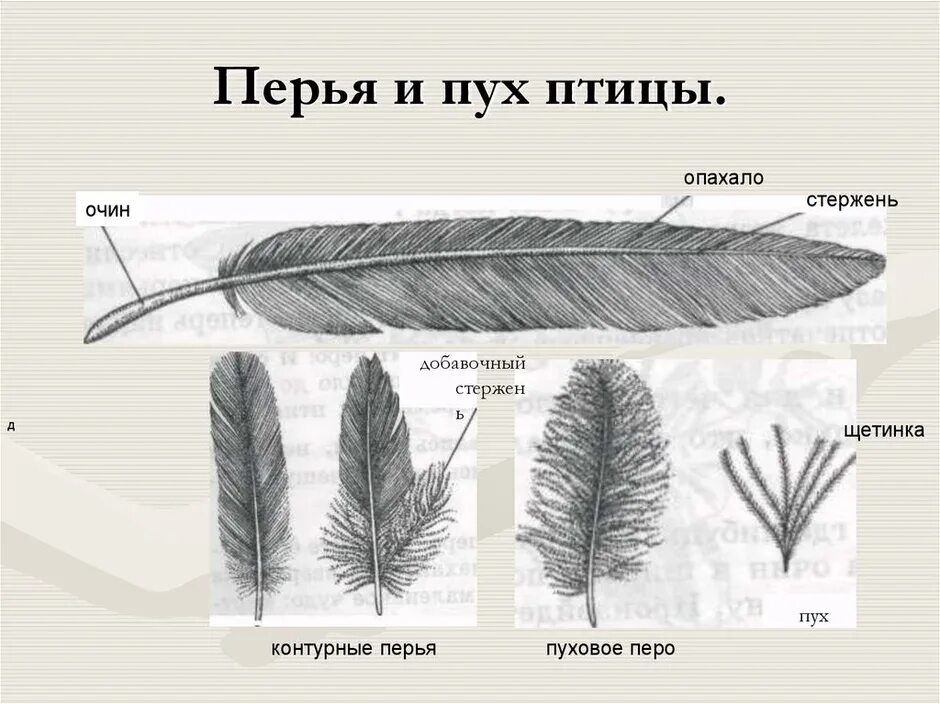 Строение пухового пера птицы. Строение контурного и пухового пера. Пуховое перо птицы строение. Контурное и пуховое перо строение. Виды перьев биология