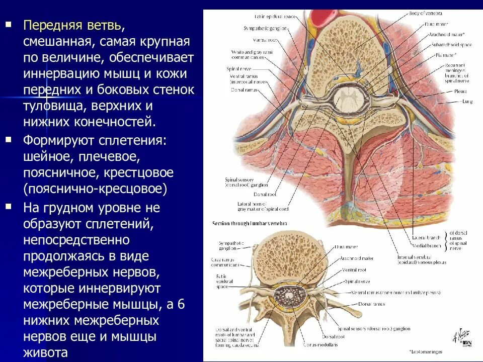 Периферические нервы и сплетения. Задняя ветвь спинномозгового нерва. Передние и задние ветви спинномозгового нерва. Спинномозговые нервы задние ветви. Задние ветви спинномозговых нервов.