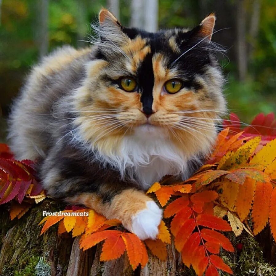Осенние кошки. Кошки осенью. Кошка осень. Трехцветная кошка и осень