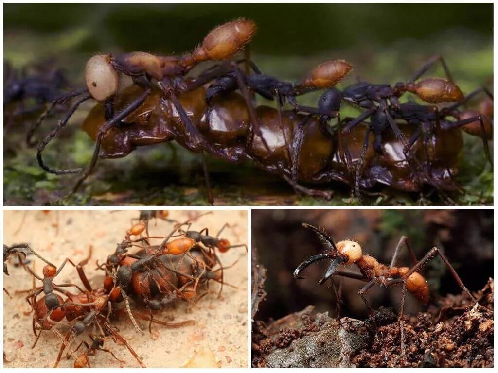 Лесной муравей тип развития. Сиафу муравьи убийцы. Кочевые муравьи убийцы. Муравьи кочевники. Матка кочевых муравьев.