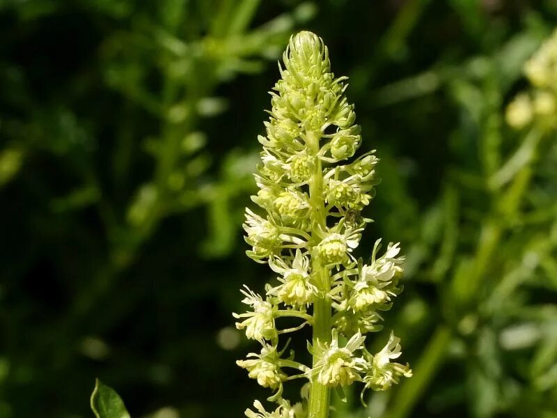 Reseda odorata. Резеда жёлтая. Резеда сорта Reseda odorata. Wolbring Резеда - Reseda 410342. Резеда душистая семена