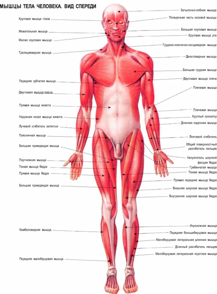 Мышцы тела человека. Части тела человека названия. Анатомические части тела. Анатомия название частей тела.