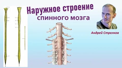 Какого внутреннее строение спинного мозга