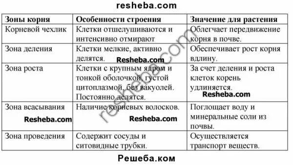 Таблица особенности строения корня растения. Заполните таблицу особенности строения корня растения. Особенности строения корня таблица. Особенности строения корня растения таблица биология 6 класс.