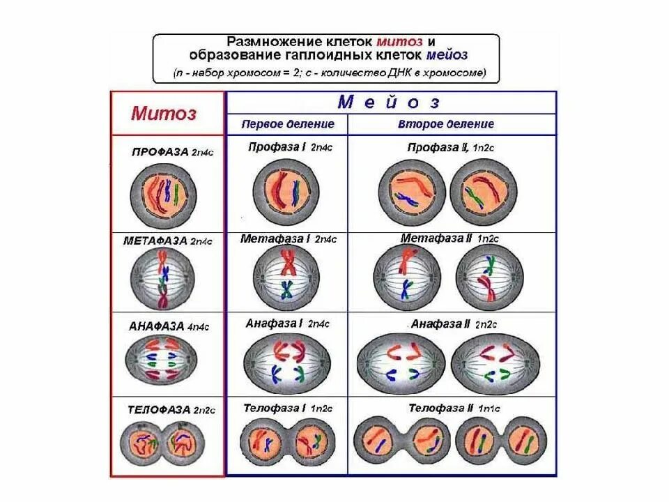 Митоз егэ. Фазы митоза и мейоза таблица 2n2c. схема митоза и мейоза 2n2c. таблица размножения мейоз. митоз мейоз егэ биология.