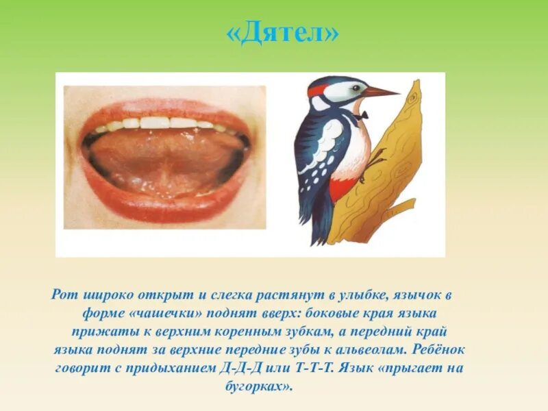 Дятел логопедическое упражнение. Упражнение дятел для звука р. Артикуляционное упражнение барабанщик. Артикуляционная гимнастика птицы