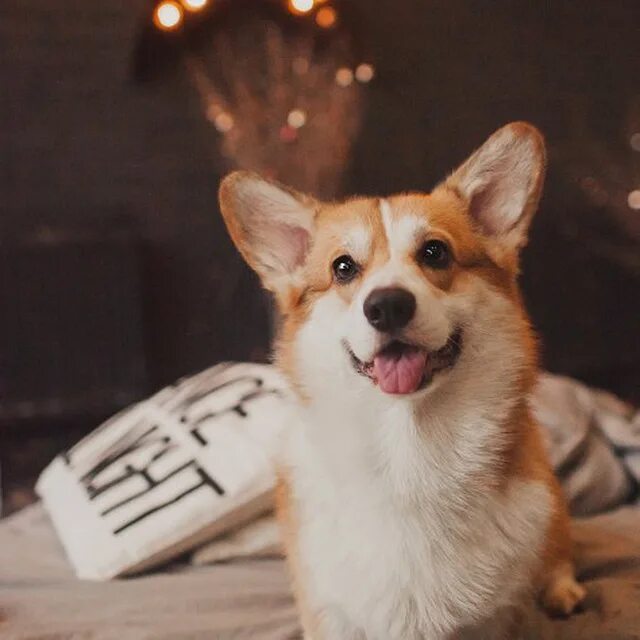 королевский вельш корги. корги коржик. веселые коржики. корги коржик. вельш корги реклама.