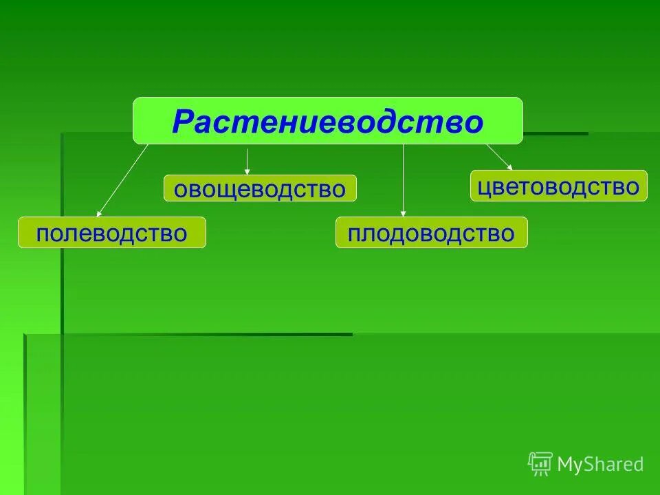 Презентация 4 класс растениеводство в нашем крае. Растениеводство презента. Отрасли растениеводства 4 класс. Растениеводство презентация. План Растениеводство в нашем крае.