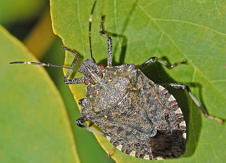 Тип развития насекомых мраморный клоп. Коричнево-мраморный клоп (halyomorpha halys). мраморный клоп имаго. halyomorpha halys. мраморные клопы в сочи.