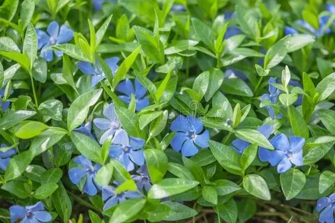 Vinca blue rose
