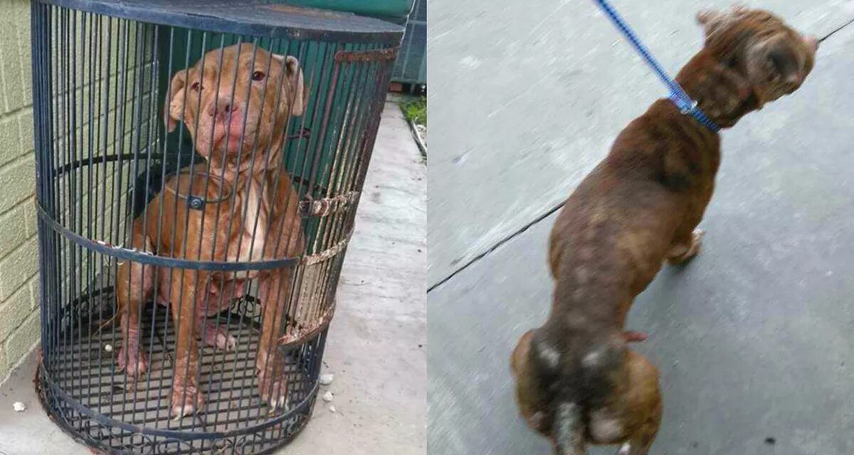 Щенка посадили. Клетки для питбулей. Собака на привязи во дворе. Щенка посадили. Клетка для собак.