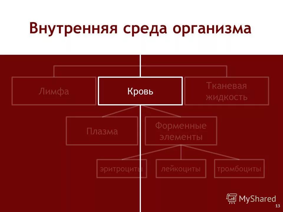 какие среды организма вы знаете