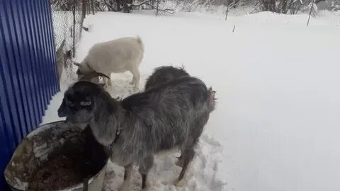 Свежее видео усадьба белая коза
