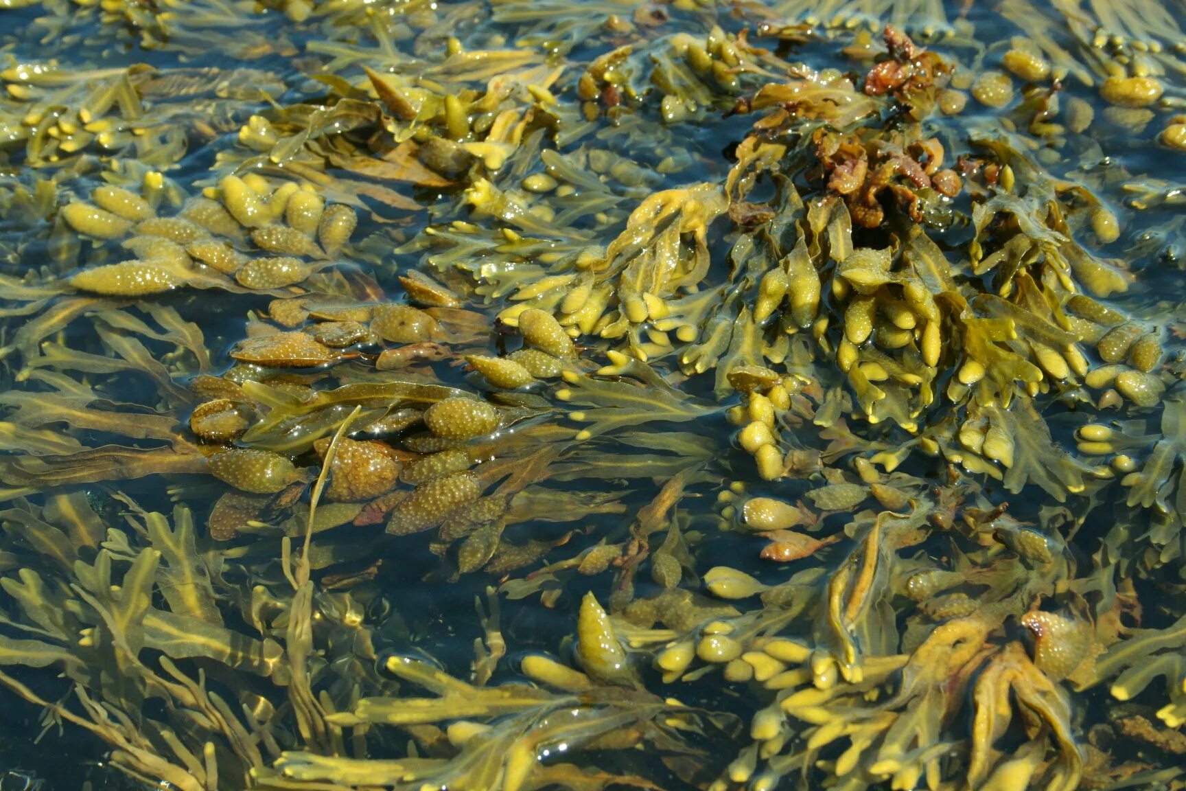 Фукус применение. Фукусы морские водоросли. Саргассово море водоросли саргассум. Фукус саргассум. Фукус и ламинария.