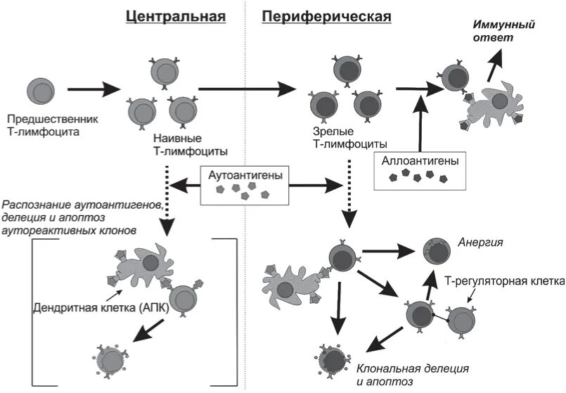 Механизмы формирования центральной иммунной толерантности. Формирование иммунологической толерантности. Механизмы формирования центральной иммунной толерантности. Формирование иммунологической толерантности. Периферическая иммунологическая толерантность.