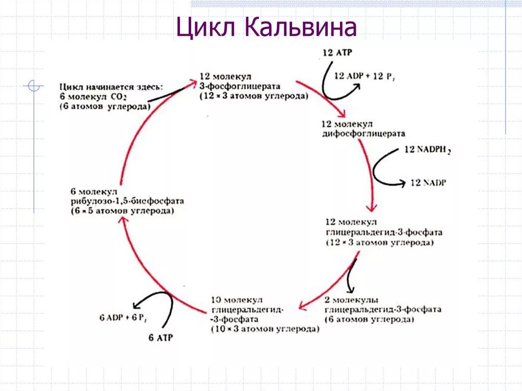 Протекают реакции цикла кальвина. Темновая фаза фотосинтеза цикл Кальвина с-3 путь. Цикл Кальвина с3 и с4. Цикл Кальвина с3 путь. Цикл Кальвина подробная схема.