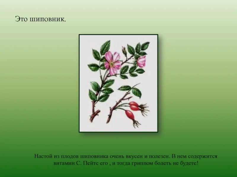 Ландыши многолетние. Шиповник книга. Ландыши шиповник. Шиповник с красными стеблями. Полезные растения удмуртии.