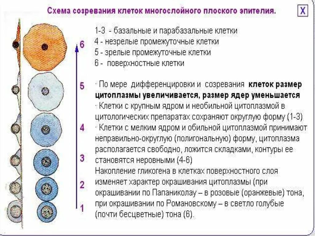 Зрелость клеток. Клетки плоского эпителия. Клетка поверхностного эпителия в мазке. Базальные клетки в мазке. Клетки плоского эпителия в цитологии.