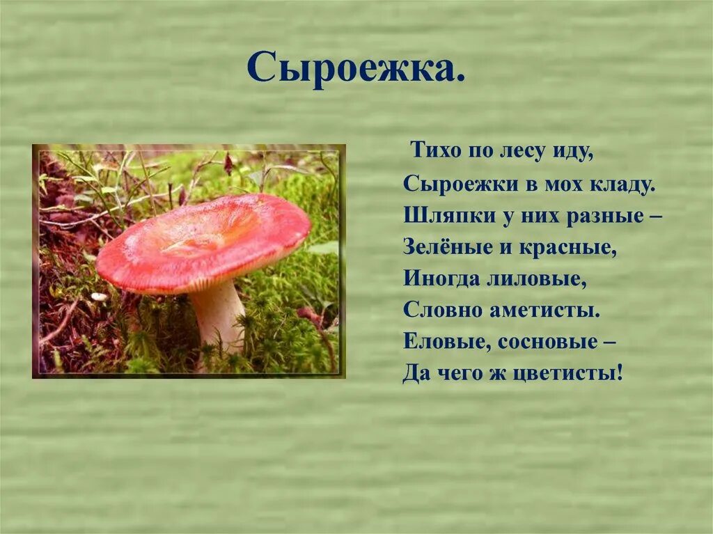 Сыроежка лексическое значение. Сыроежка гриб описание. сыроежка описание. доклад о грибах сыроежках. сыроежка доклад.