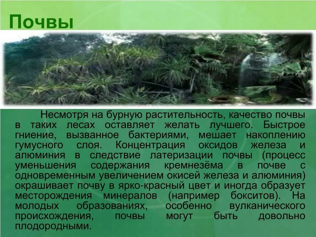 Почвы влажных лесов. Почвы влажных экваториальных лесов Южной Америки. Почвы влажных тропических лесов. Почва в экваториальных лесах.