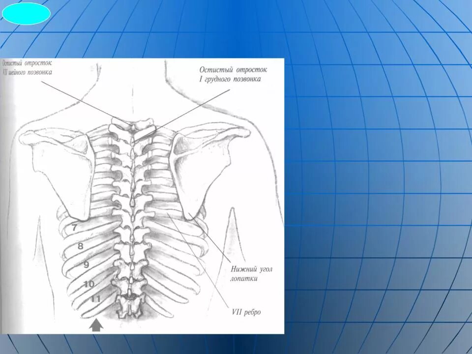 Остистый отросток VII шейного позвонка. Расположение лопатки в скелете. Остистый отросток ребра. Ребра и лопатки. Нижние края ребер