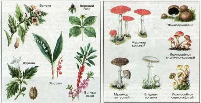 Лесные растения с несъедобными грибами. Ядовитые растения. Съдобные и не съдобные ягоды и грибы. Съедобные и ядовитые грибы и растения.