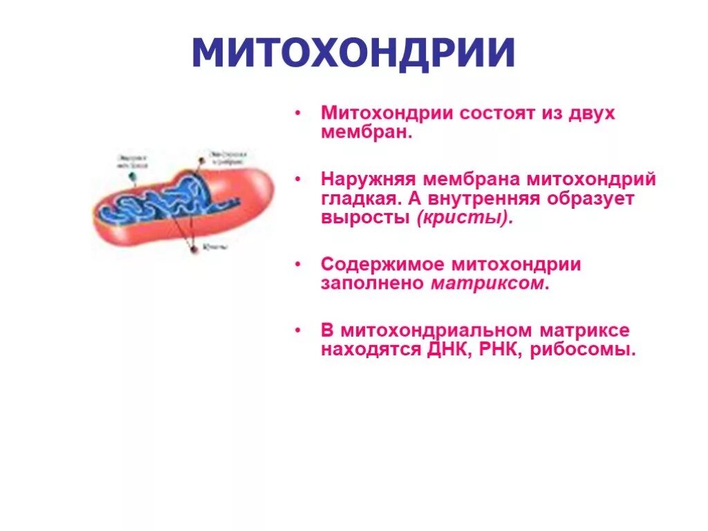 Функции митохондрий 1. Митохондрия состоит из. Кристы митохондрий. Мембрана митохондрий.