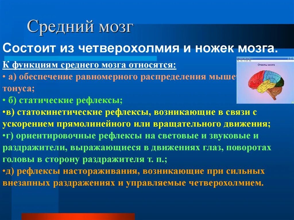 Функции покрышки среднего мозга. Функции четверохолмия головного мозга. Четверохолмие среднего мозга функции. Нижние бугры четверохолмия функция. Рефлекторные центры среднего мозга.