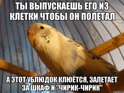 Фразы попугаю