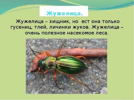 Описание насекомых