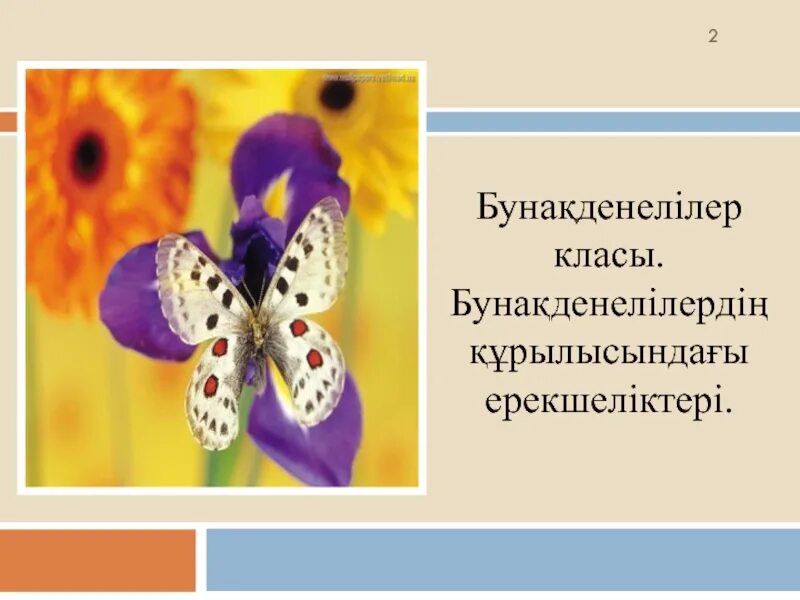 Бунақденелілер класы. Бунақденелілер. Бунақденелілер. Бунақденелілер қалай дамиды жаратылыстану 4 сынып. Бунақденелілер класы.