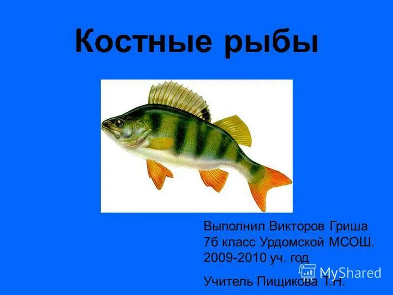 название морской рыбы на букву х. рыбы пресноводные и морские для детей. мелкая речная рыбка уклейка. костные рыбы строение. рыба тресковых пород перечень.