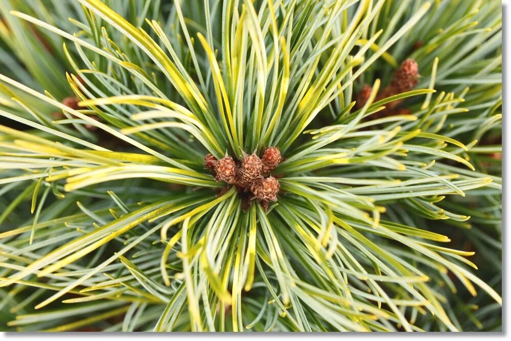Глаз хвойный. Pinus koraiensis 'Dragon Eye'. Pinus koraiensis 'Jack Corbit'. Сосна корейская Pinus koraiensis 'Jack Corbi. Pinus koraiensis Oculus Draconis.