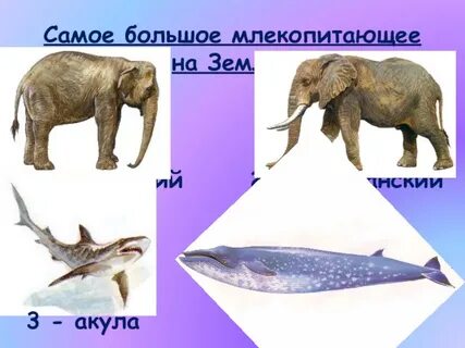 Большое млекопитающие 3