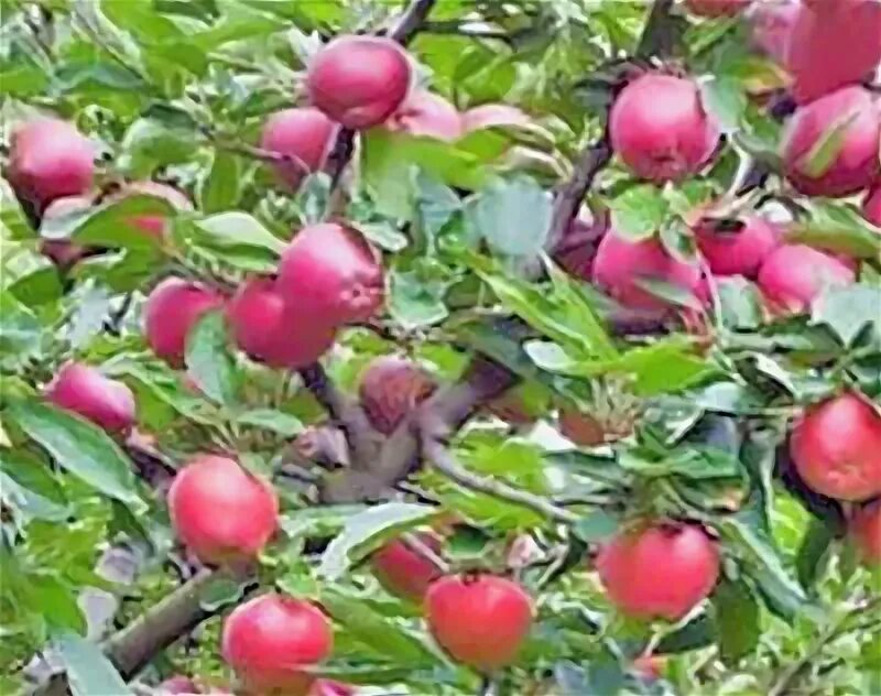Влияет ли сорт яблок на засушивание