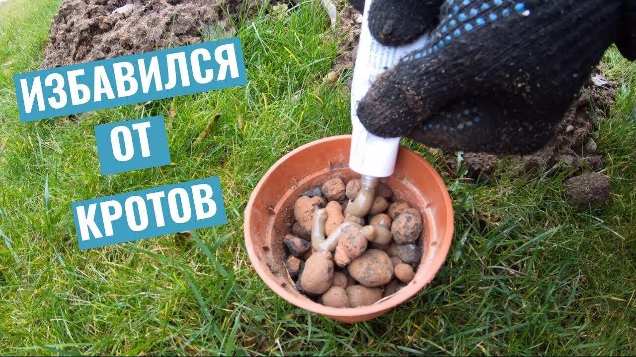 Кроты на участке. Средство от кротов и землероек на дачном участке. Способы борьбы с кротами. Борьба с кротами на участке эффективные способы.