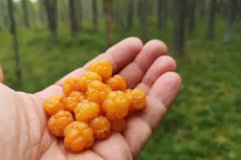 Морошка в ленобласти
