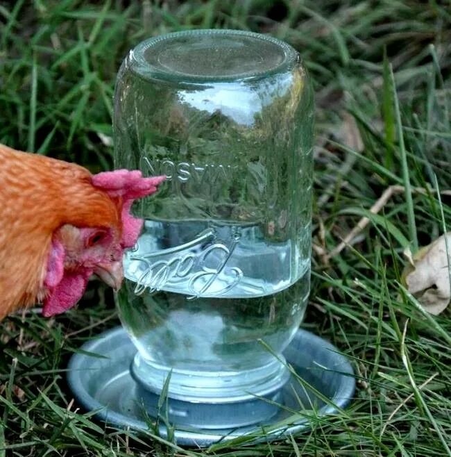 Курица пьет воду. Поилка для кур. Поилка для кур из бутылки. Поилка для птиц из пластиковой бутылки. Кормушки и поилки для кур.
