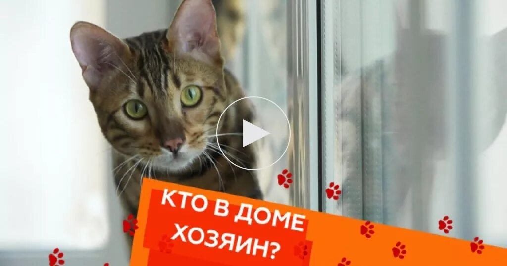 Кто в доме хозяин вопрос. Шутки про мурку. Кто в доме главный. Кто в доме хозяин прикол. Кто в доме хозяин дом.
