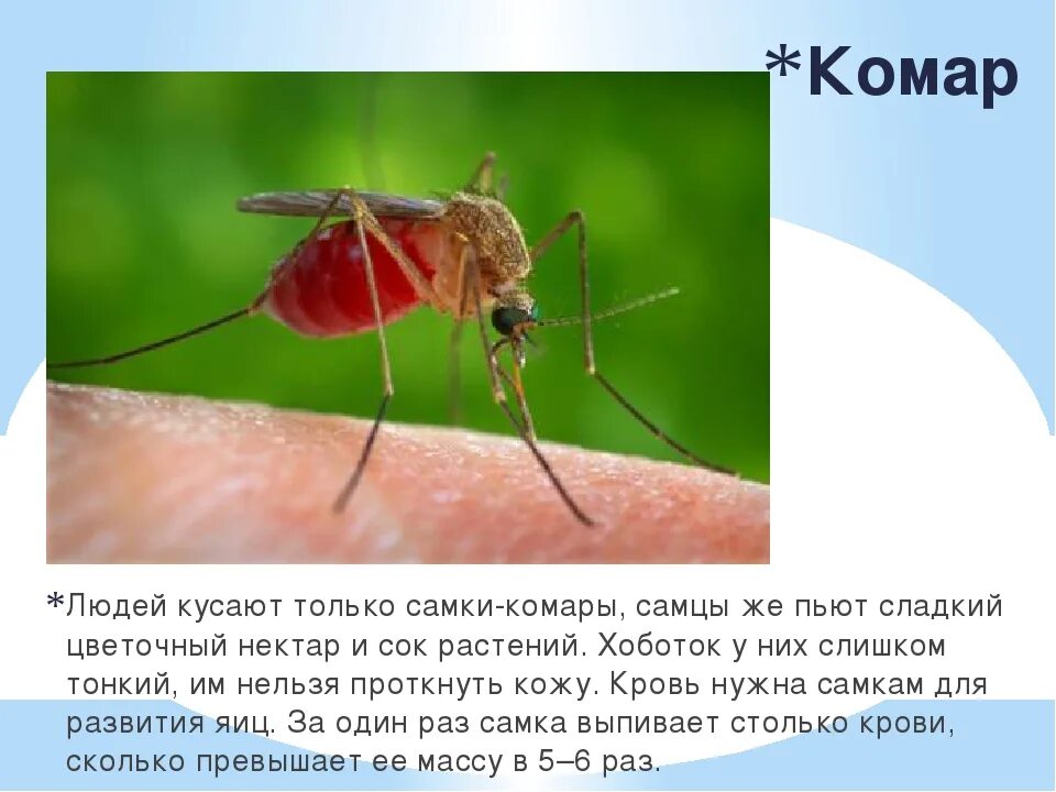Комары какая группа крови. Кого чаще кусают комары.